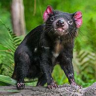 Tasmanian devil (Sarcophilus harrisii), largest carnivorous marsupial native to Australia showing large canines
